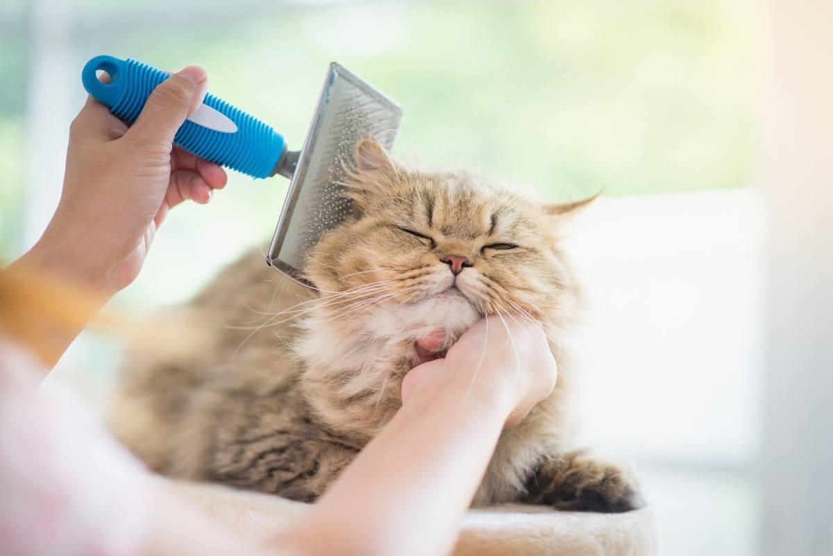 Fellpflege für Hunde und Katzen: Der komplette Anfänger-Guide (2026)