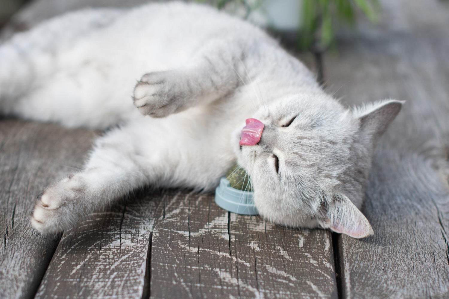 Katzenminze vs. Matatabi: Was wirkt besser? Der große Vergleich