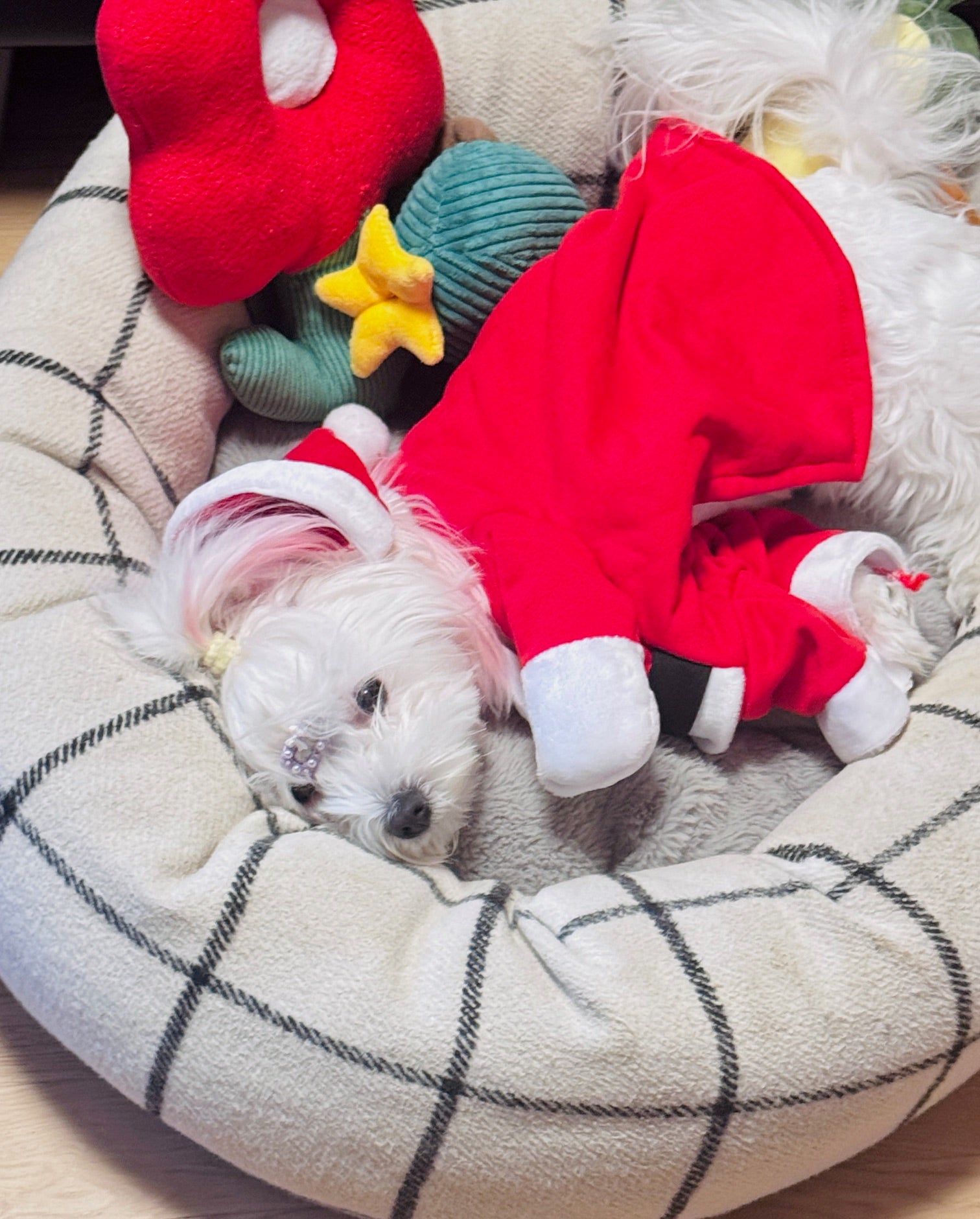 Sicherer Kauspaß mit Katzenminze – langlebig, pflegeleicht und perfekt für verspielte Fellnasen.