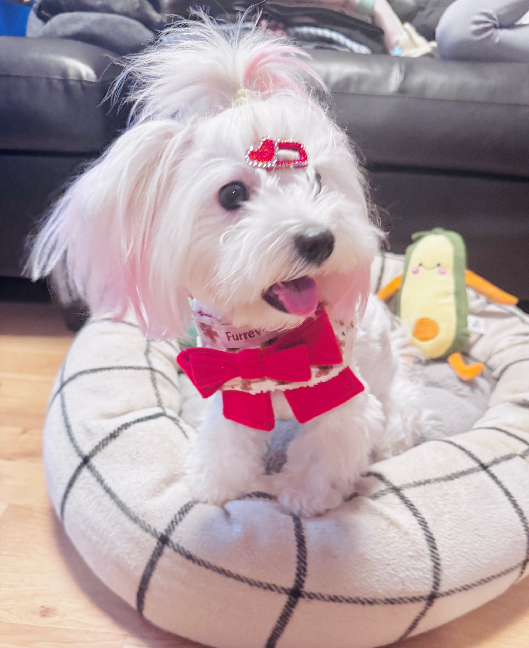 Lustiges Avocado-Spielzeug mit Quietscher.