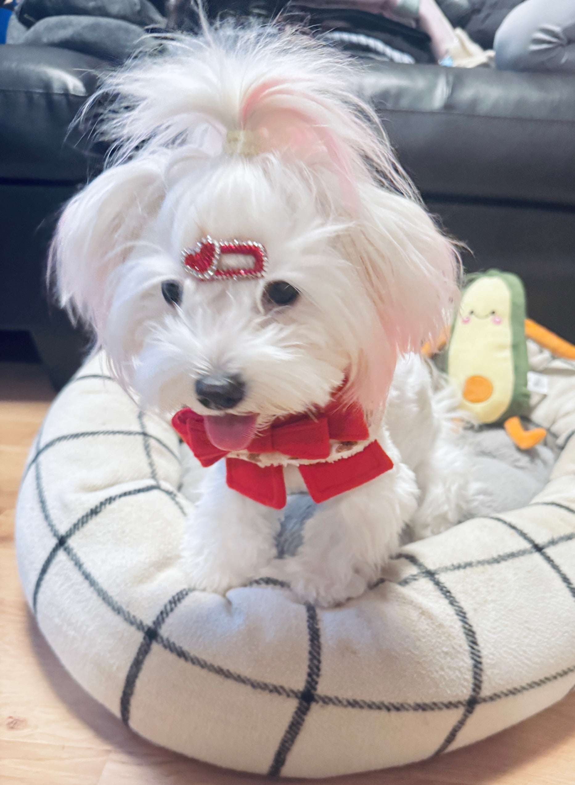 Interaktives Avocado-Quietschspielzeug.