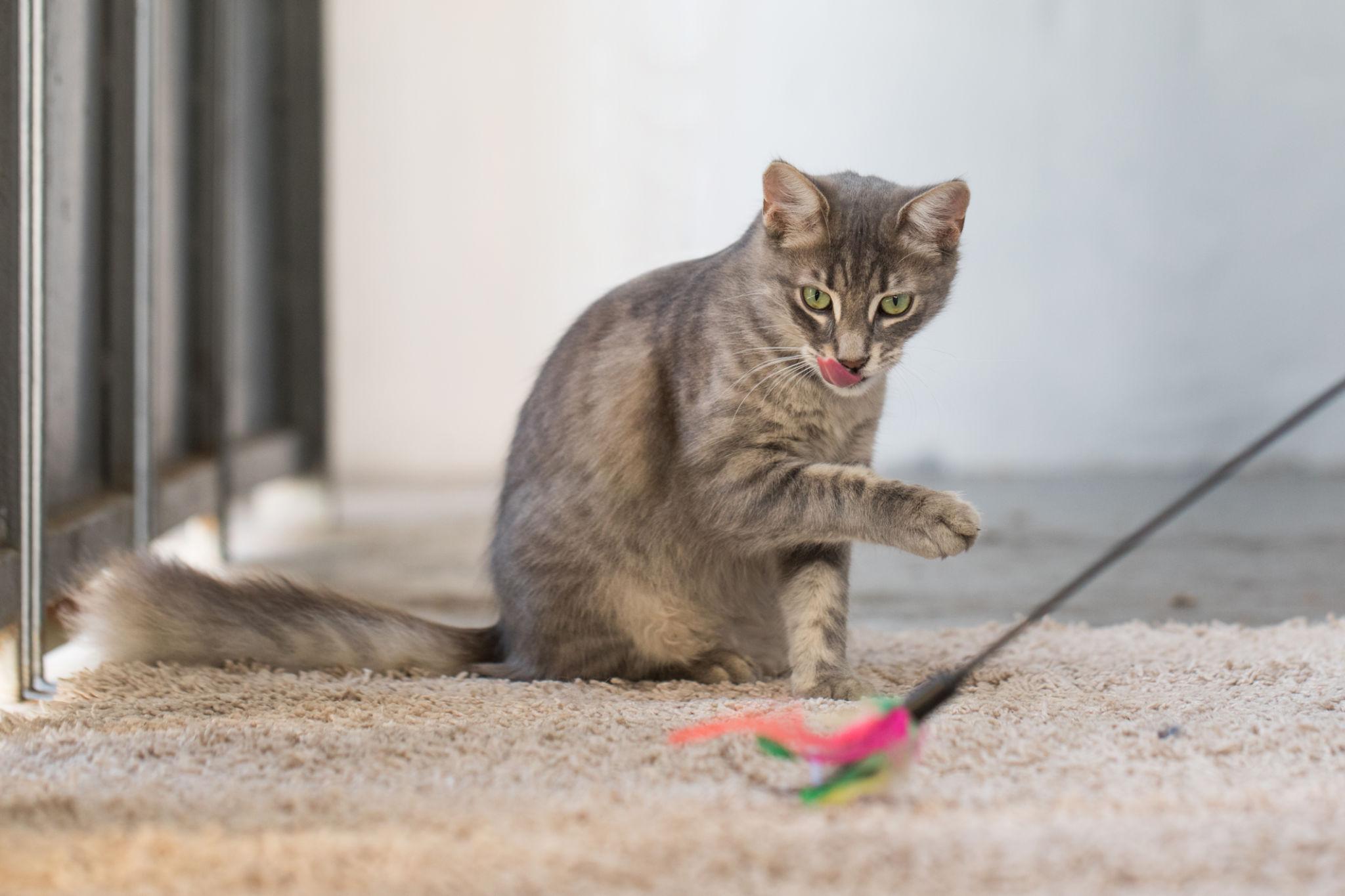 Beste Katzenangeln 2026: Interaktives Katzenspielzeug im Vergleich | Fluffy Smiles