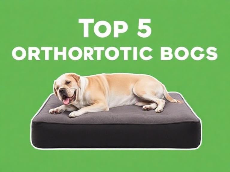 Top 5 Orthopädisches Hundebett XL – Die besten Betten für großen Komfort