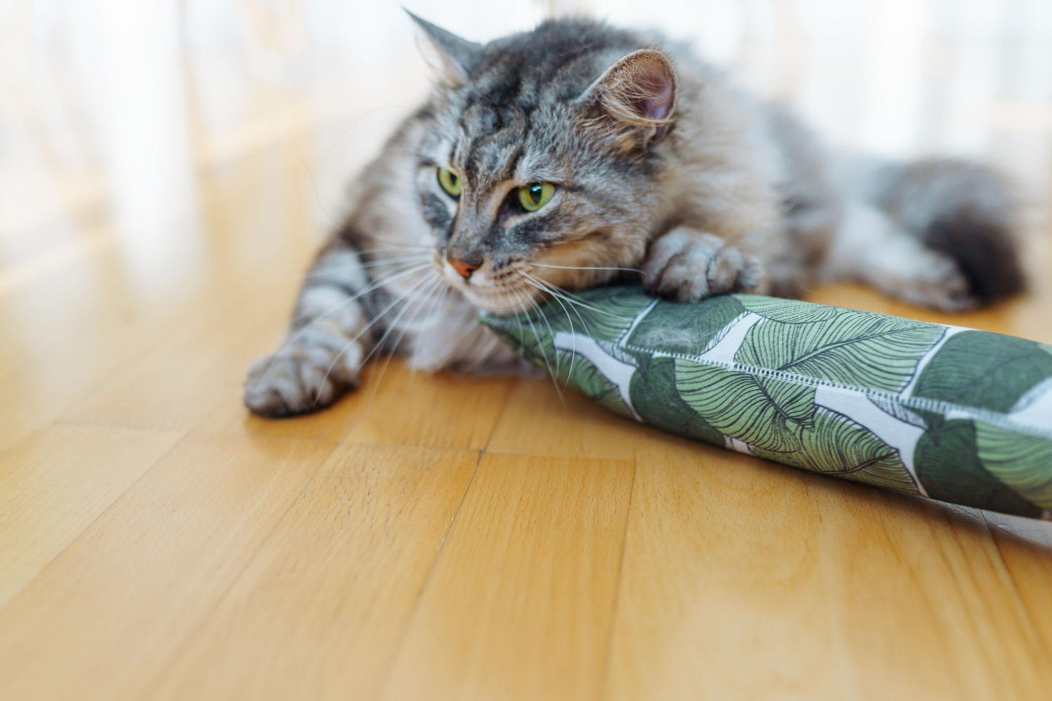 Katzenminze vs. Matatabi: Welche wirkt wirklich besser bei Katzen? (Großer Vergleich 2026)