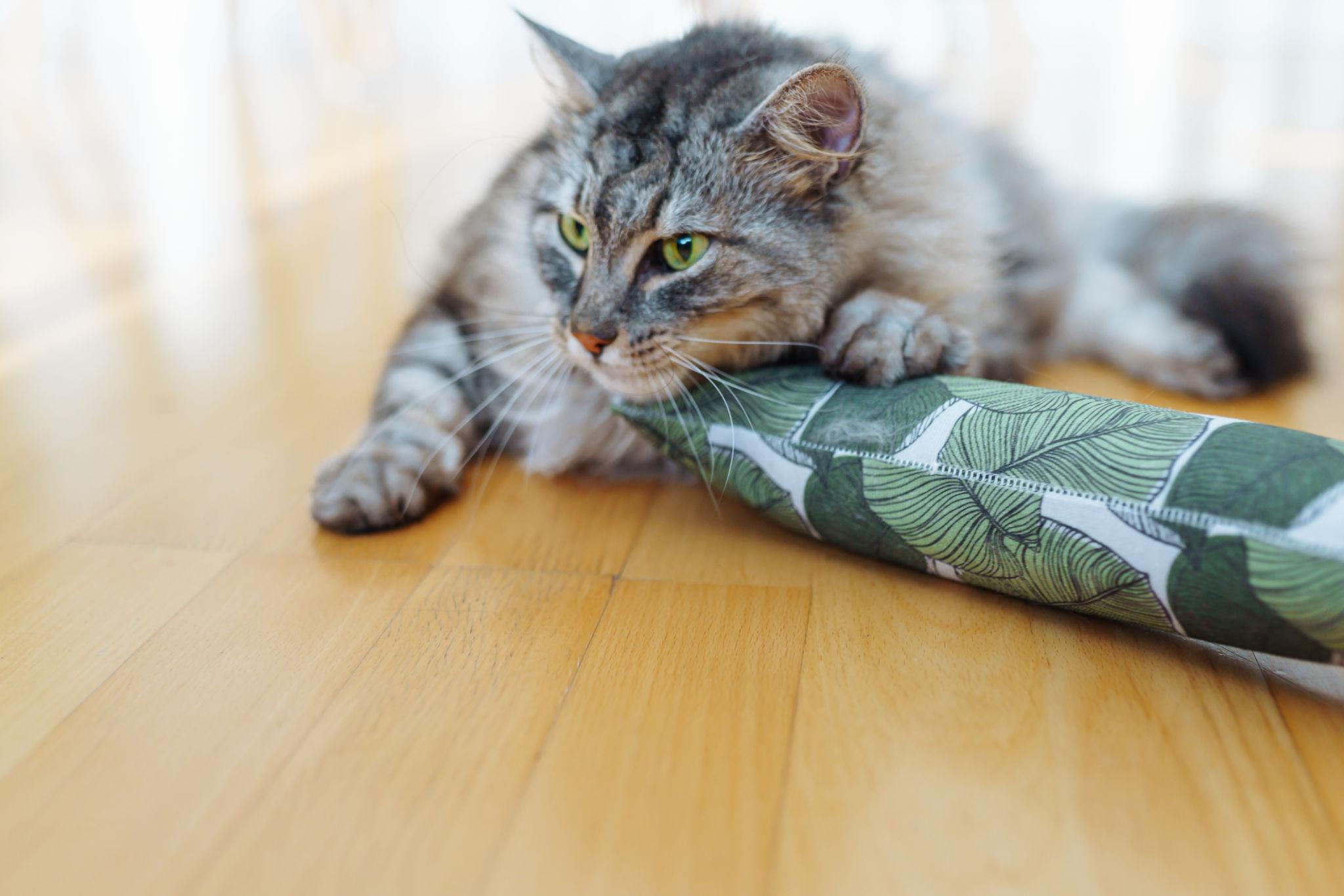 Katzenminze vs. Matatabi: Welche wirkt wirklich besser bei Katzen? (Großer Vergleich 2026)