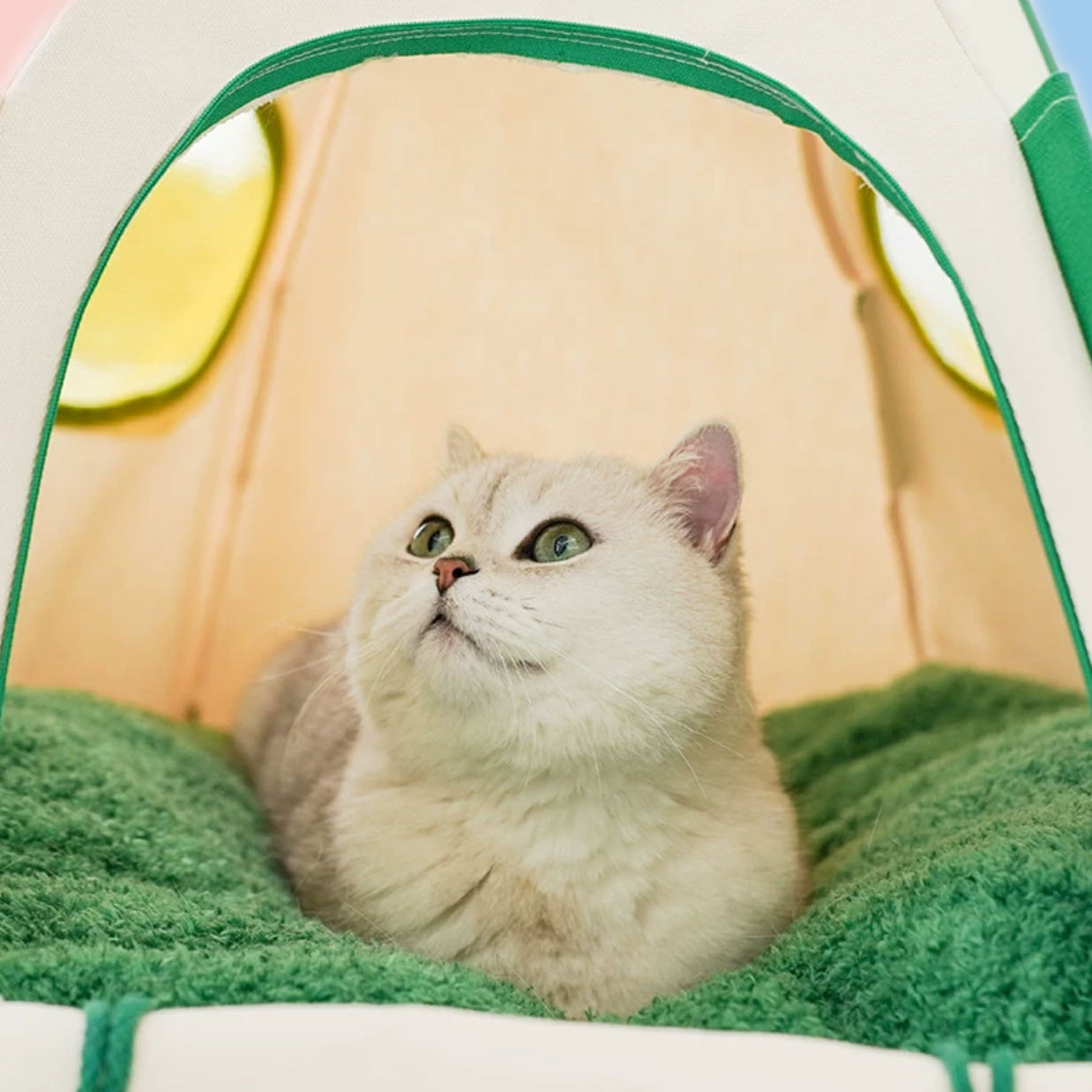 Camping Tent Cat & Dog - Fluffy Smiles